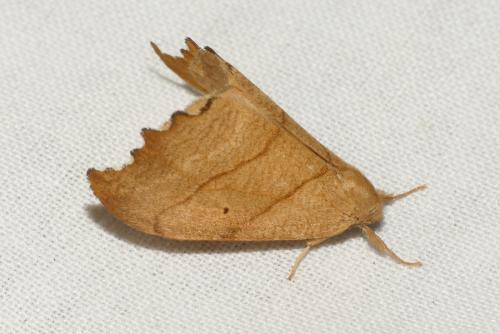 Falcaria lacertinaria